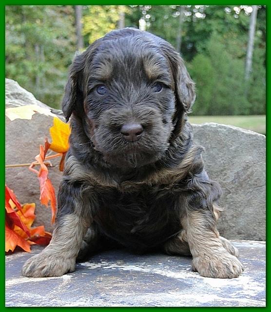 Gizzie Ripley puppies 3 weeks old 058
