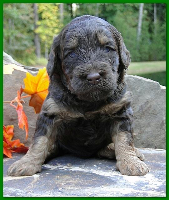 Gizzie Ripley puppies 3 weeks old 059