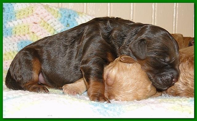 Gizzie Ripley puppies 5 days old 015