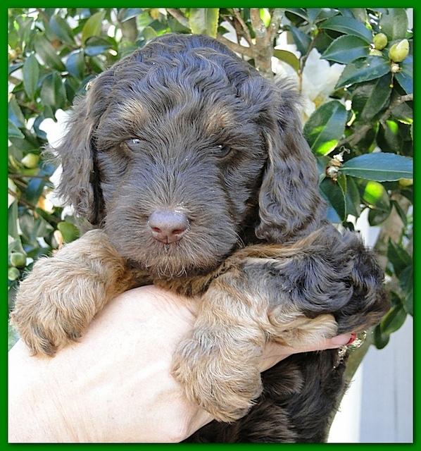 Gizzie Ripley puppies 5 weeks old 062