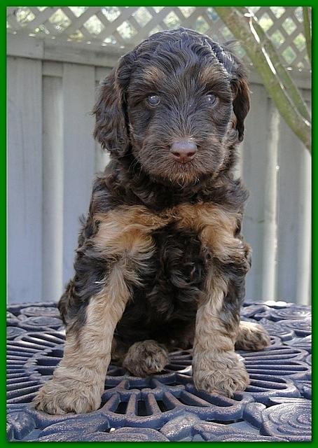 Gizzie Ripley puppies 5 weeks old 064