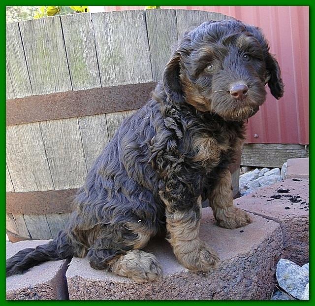 Gizzie Ripley puppies 6 weeks old 004