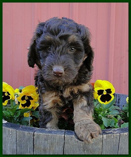 Gizzie Ripley puppies 6 weeks old 008