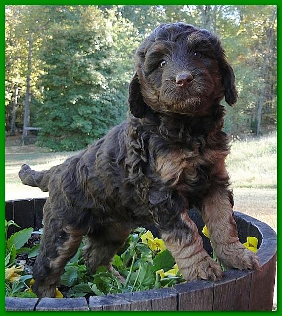 Gizzie Ripley puppies 6 weeks old 047