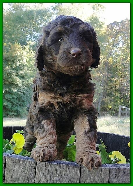 Gizzie Ripley puppies 6 weeks old 050