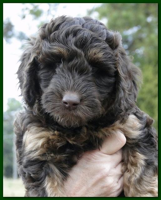 Gizzie Ripley puppies 6.5 weeks old 018