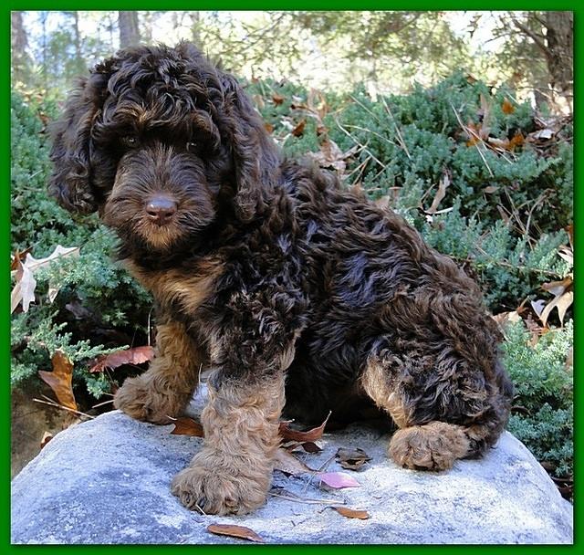 Gizzie Ripley puppies 8 weeks old 019