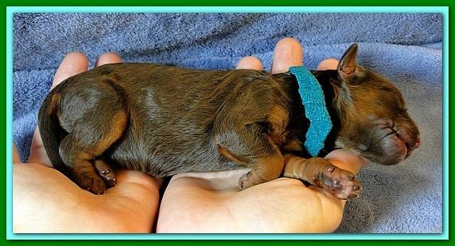 Roo Ripley puppies 1 day old 032