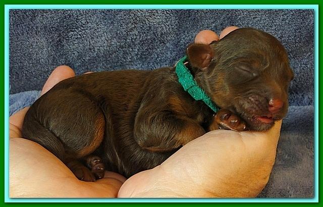 Roo Ripley puppies 1 day old 035