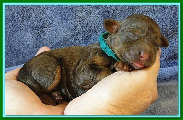 Roo Ripley puppies 1 day old 042