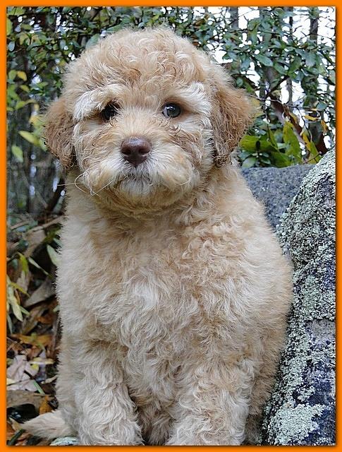 Gizzie Ripley orange girl 8 weeks old 003