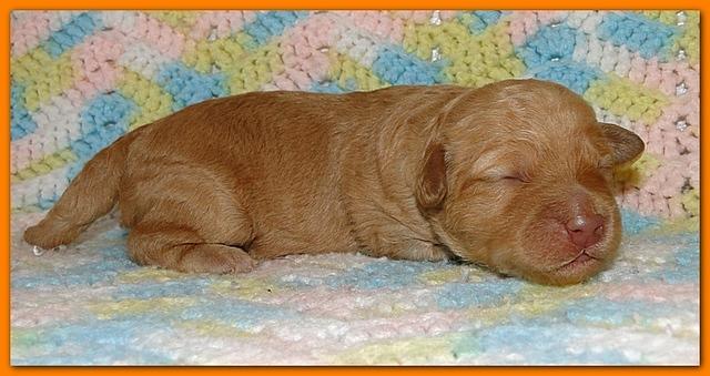 Gizzie Ripley puppies 1 week old 040