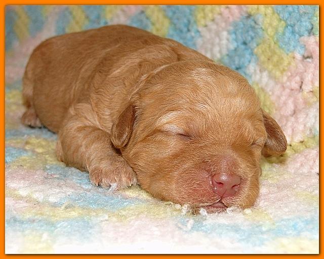 Gizzie Ripley puppies 1 week old 041