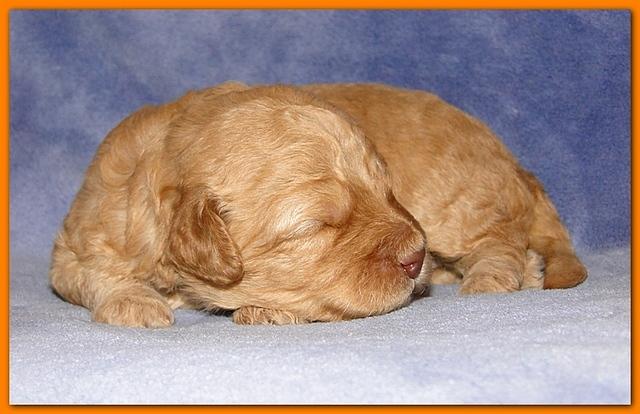 Gizzie Ripley puppies 2 weeks old 027