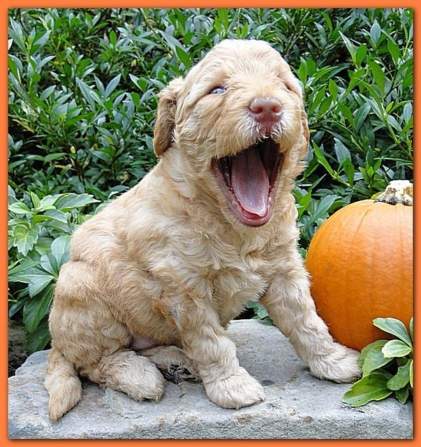 Gizzie Ripley puppies 4 weeks old 049