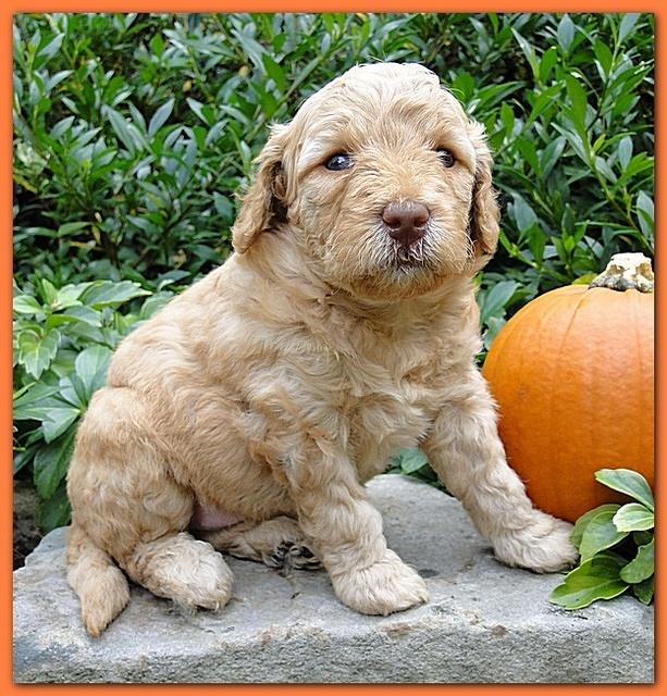 Gizzie Ripley puppies 4 weeks old 050