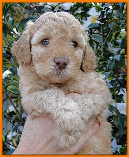 Gizzie Ripley puppies 5 weeks old 079