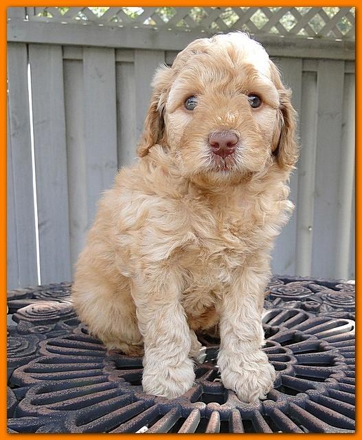 Gizzie Ripley puppies 5 weeks old 088