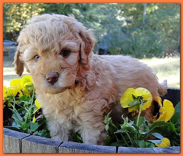 Gizzie Ripley puppies 6 weeks old 021