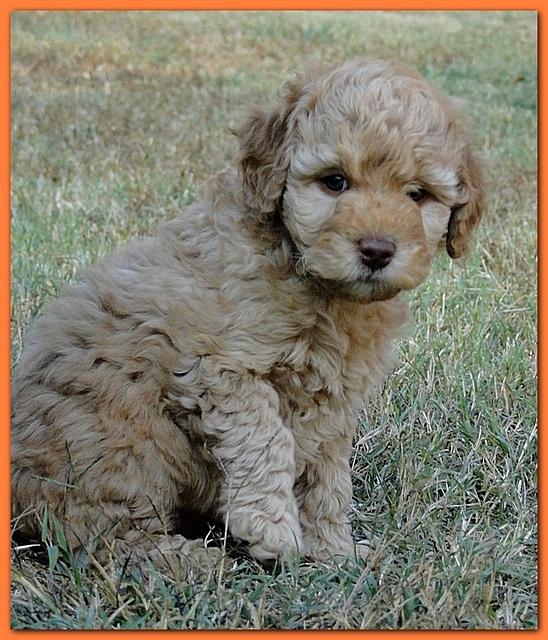 Gizzie Ripley puppies 6.5 weeks old 002