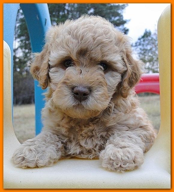 Gizzie Ripley puppies 6.5 weeks old 071