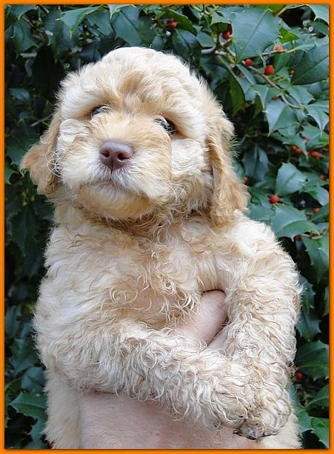 Gizzie Ripley puppies 7 weeks old 011