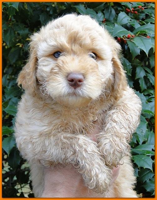 Gizzie Ripley puppies 7 weeks old 012