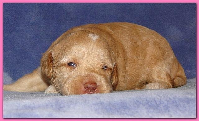 Gizzie Ripley puppies 2 weeks old 2 008