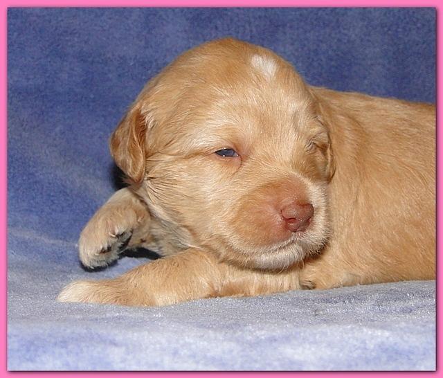 Gizzie Ripley puppies 2 weeks old 2 011