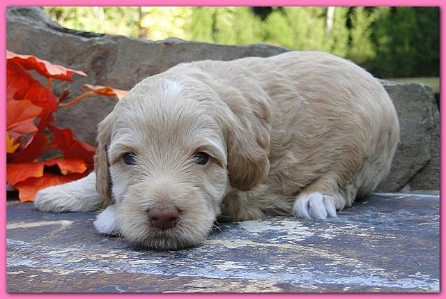 Gizzie Ripley puppies 3 weeks old 021