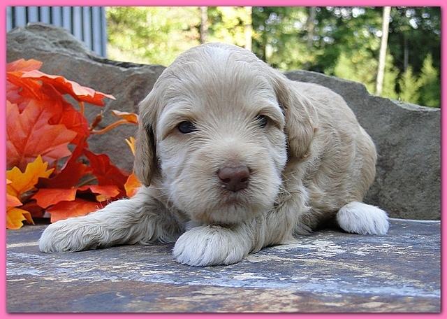 Gizzie Ripley puppies 3 weeks old 022