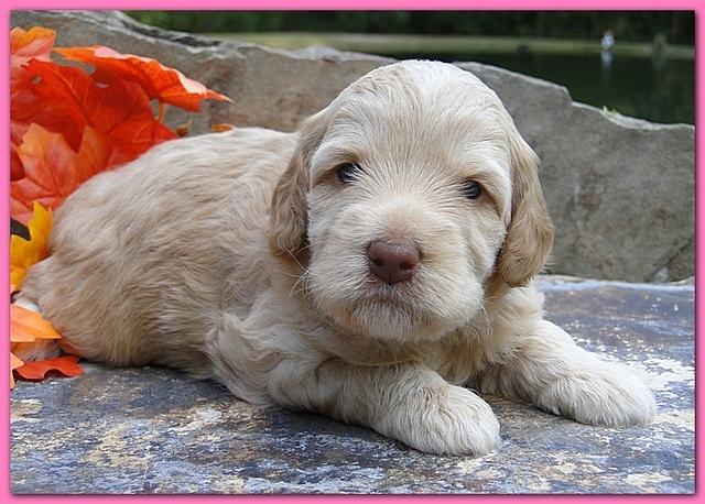 Gizzie Ripley puppies 3 weeks old 033