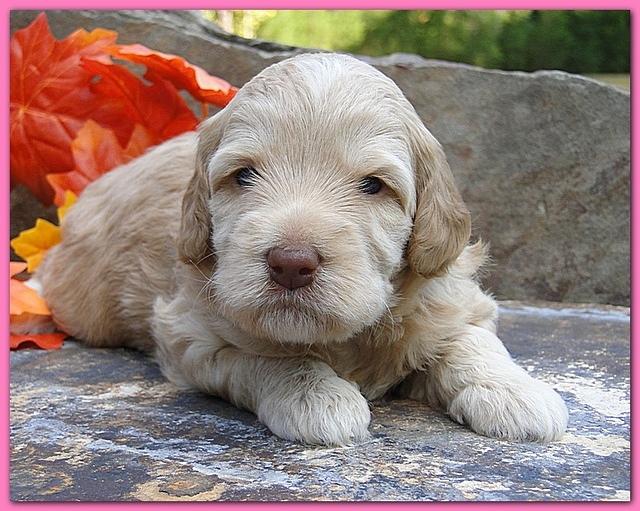 Gizzie Ripley puppies 3 weeks old 035
