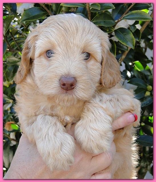 Gizzie Ripley puppies 5 weeks old 012