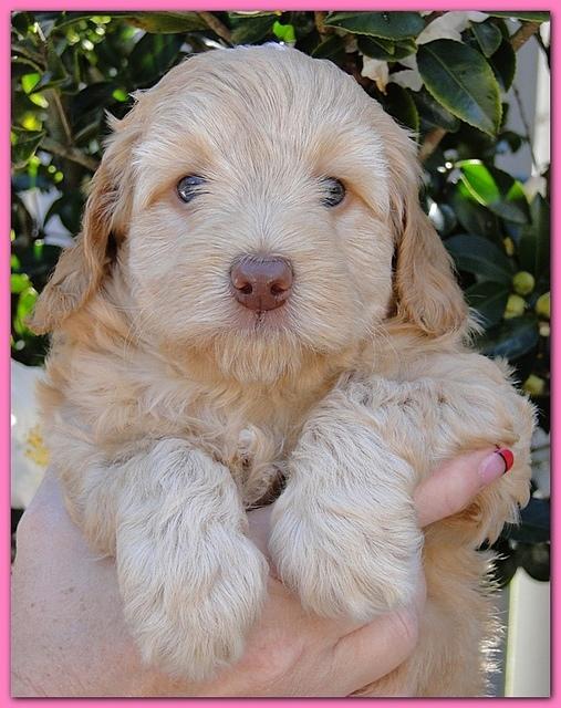 Gizzie Ripley puppies 5 weeks old 014