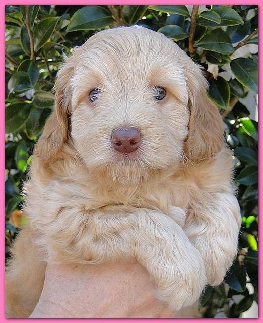 Gizzie Ripley puppies 5 weeks old 015