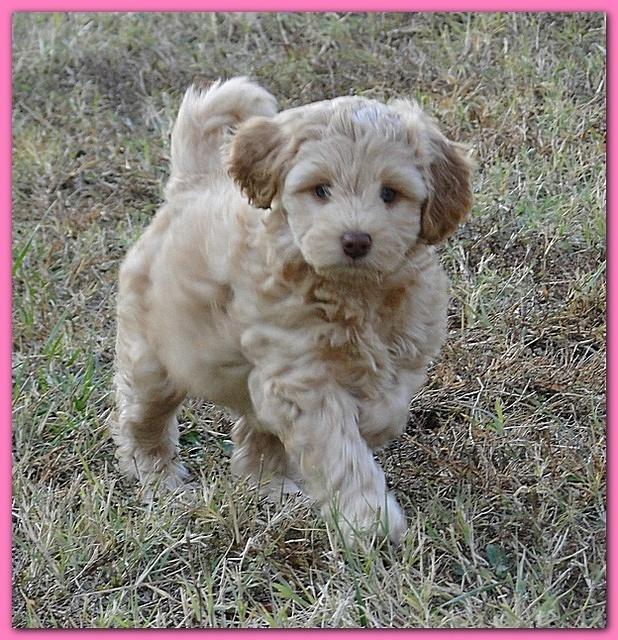 Gizzie Ripley puppies 6.5 weeks old 003