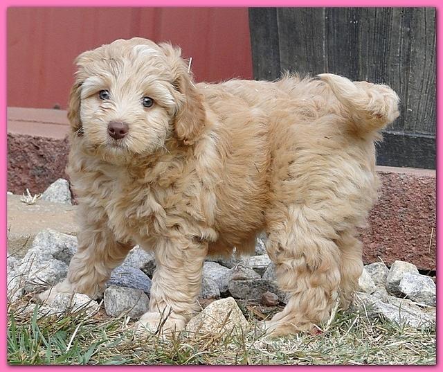 Gizzie Ripley puppies 6.5 weeks old 028
