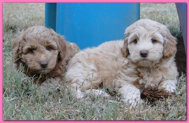 Gizzie Ripley puppies 6.5 weeks old 083