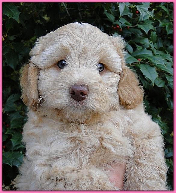 Gizzie Ripley puppies 7 weeks old 025