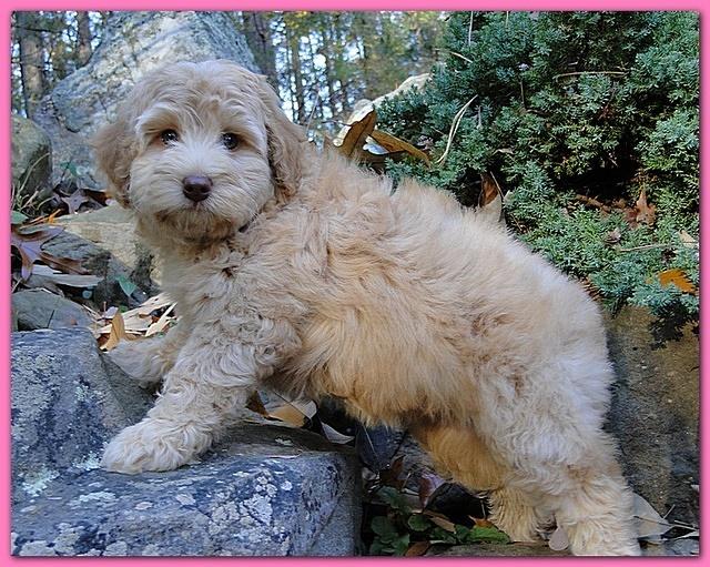 Gizzie Ripley puppies 8 weeks old 001