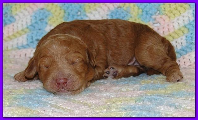 Gizzie Ripley puppies 1 week old 016