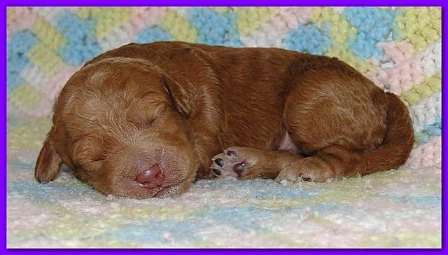 Gizzie Ripley puppies 1 week old 018
