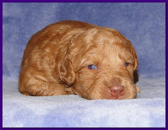 Gizzie Ripley puppies 2 weeks old 005