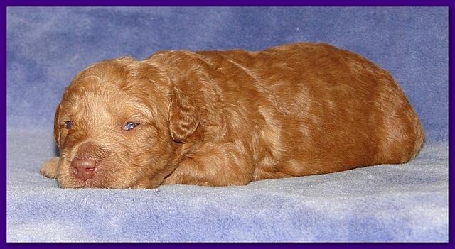 Gizzie Ripley puppies 2 weeks old 006