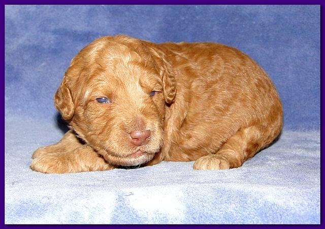 Gizzie Ripley puppies 2 weeks old 008