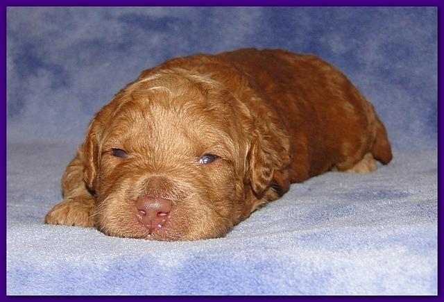 Gizzie Ripley puppies 2 weeks old 012