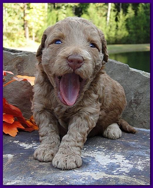Gizzie Ripley puppies 3 weeks old 018