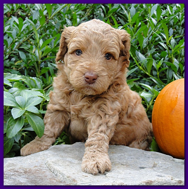 Gizzie Ripley puppies 4 weeks old 029