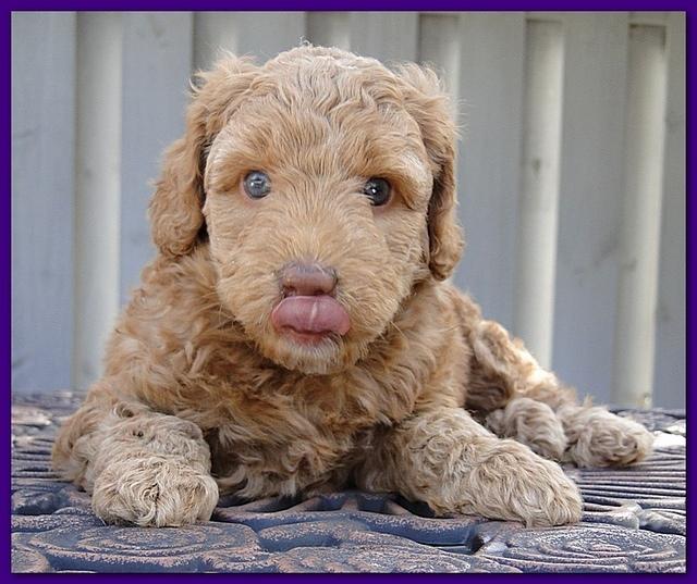 Gizzie Ripley puppies 5 weeks old 046